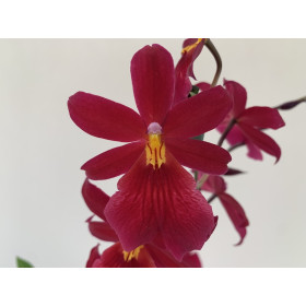 Burrageara Nelly Isler 'Red Velvet' (2 Rispen)