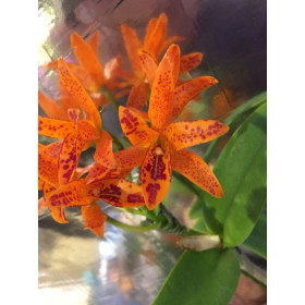 Cattleya aurantiaca 'Mishima Spot'