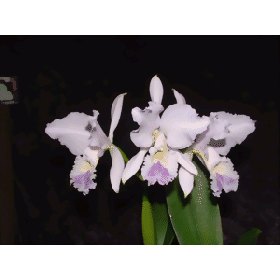 Cattleya labiata 'coerulea' (Jgpfl.)