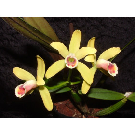 Cattleya luteola