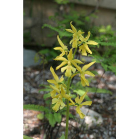 Calanthe sieboldii (abgeblüht, pflanzbereit)