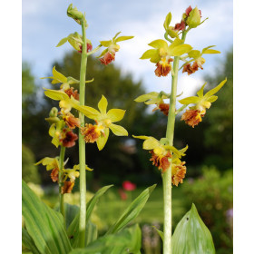 Calanthe tricarinata (in Knospe/Blüte)