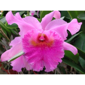 Laeliocattleya Gaillarmont 
