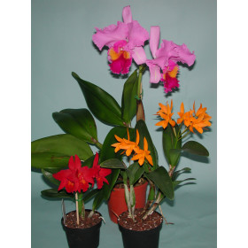 Cattleya-Sortiment