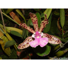 Cattleya aclandiae