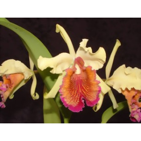 Cattleya dowiana 'aurea' (blühstark, frisch getopft)