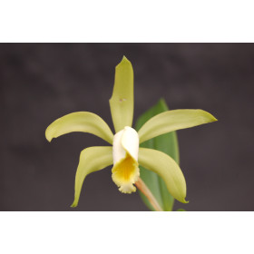 Cattleya forbesii 'aurea'