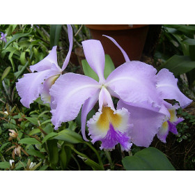 Cattleya gaskelliana