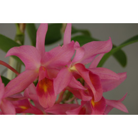 Cattleya guatemalensis