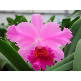 Cattleya Hybride (blühstark, nicht in Knospe/Blüte))
