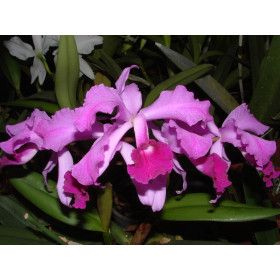 Cattleya lawrenceana 'Dark Skies'