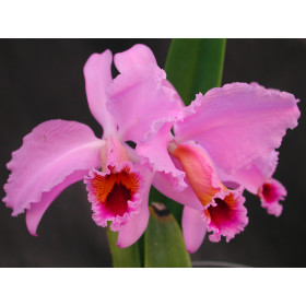 Cattleya percivalliana