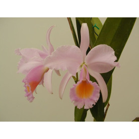 Cattleya schroederae