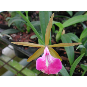 Brassocattleya Star Ruby 'Foxcroft' HCC/AOS