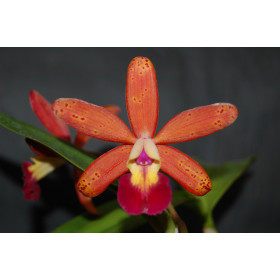 Cattleya Tropical Pointer 'Galaxy'