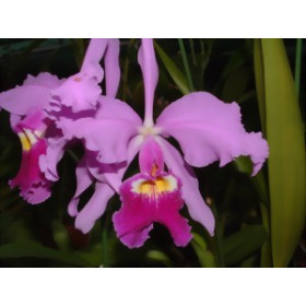 Cattleya warszewiczii 'sanderiana'