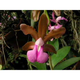 Cattleya bicolor (Jgpfl., frisch getopft)