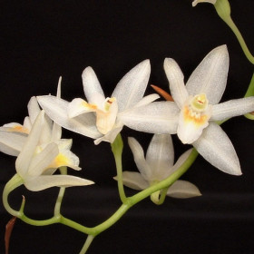 Coelogyne flexuosa