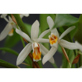 Coelogyne huettneriana