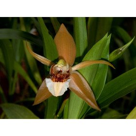 Coelogyne lawrenceana