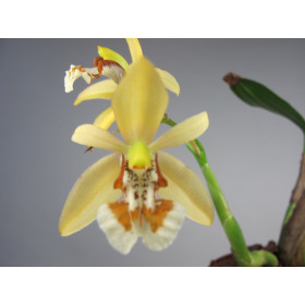 Coelogyne lentiginosa