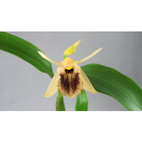 Coelogyne ovalis