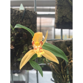Coelogyne schilleriana