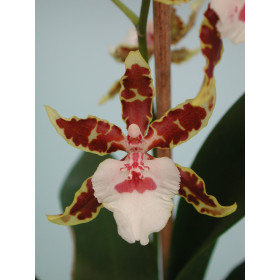 Colmanara Jungle Monarch (Jungpfl.)