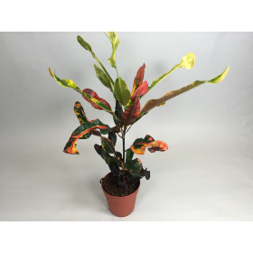 Croton variegatum