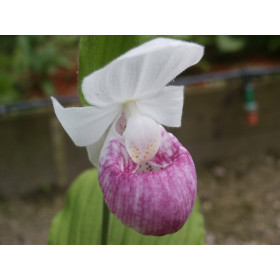 Cypripedium reginae (mit neuem Austrieb)