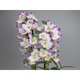 Dendrobium Irene Smile (2 Stiele)