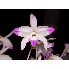 Dendrobium linawianum