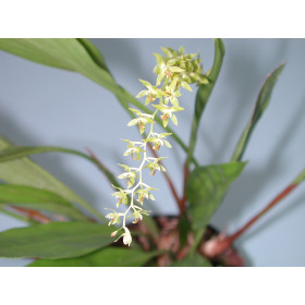 Dendrochilum cobbianum