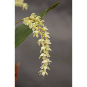 Dendrochilum filiforme