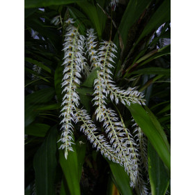 Dendrochilum glumaceum