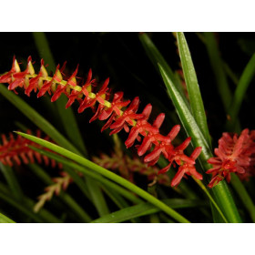 Dendrochilum wenzellii