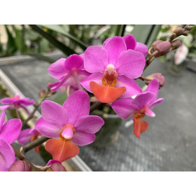 Doritaenopsis Table Mystery (2-3 Rispen)