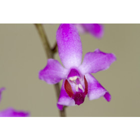 Doritis pulcherrima minor (1 Stiel)