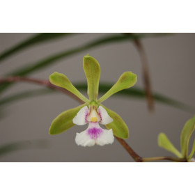 Epidendrum floribundum (2 Rispen)