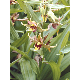 Epipactis gigantea