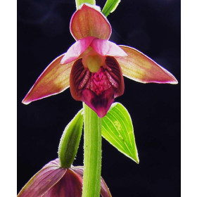 Epipactis royleana