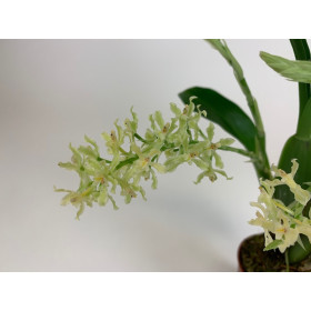 Gomesa crispa (in Knospe/Blüte)