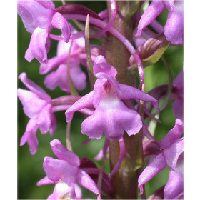 Gymnadenia conopsea