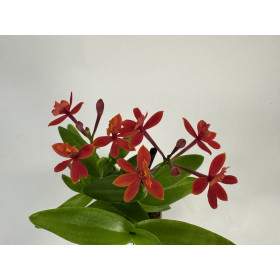 Epidendrum Ballerina 'Blood Orange' (1-2 Stiele)