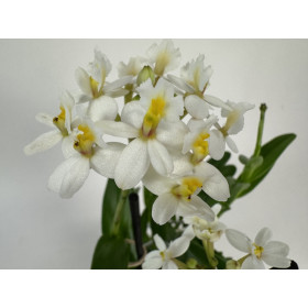 Epidendrum Ballerina 'Nordic Fire' (1-2 Stiele)