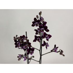 Phalaenopsis Cha Cha (2 Rispen)