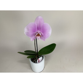 Phalaenopsis Big Singolo 'Mino' (1 Blüte, inkl. Übertopf)