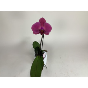 Phalaenopsis Big Singolo 'Hida' (1 Blüte, inkl. Übertopf)