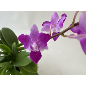 Doritaenopsis Purple Gem 'Peloric'
