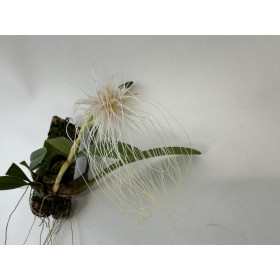 Bulbophyllum medusae (Importpflanze)